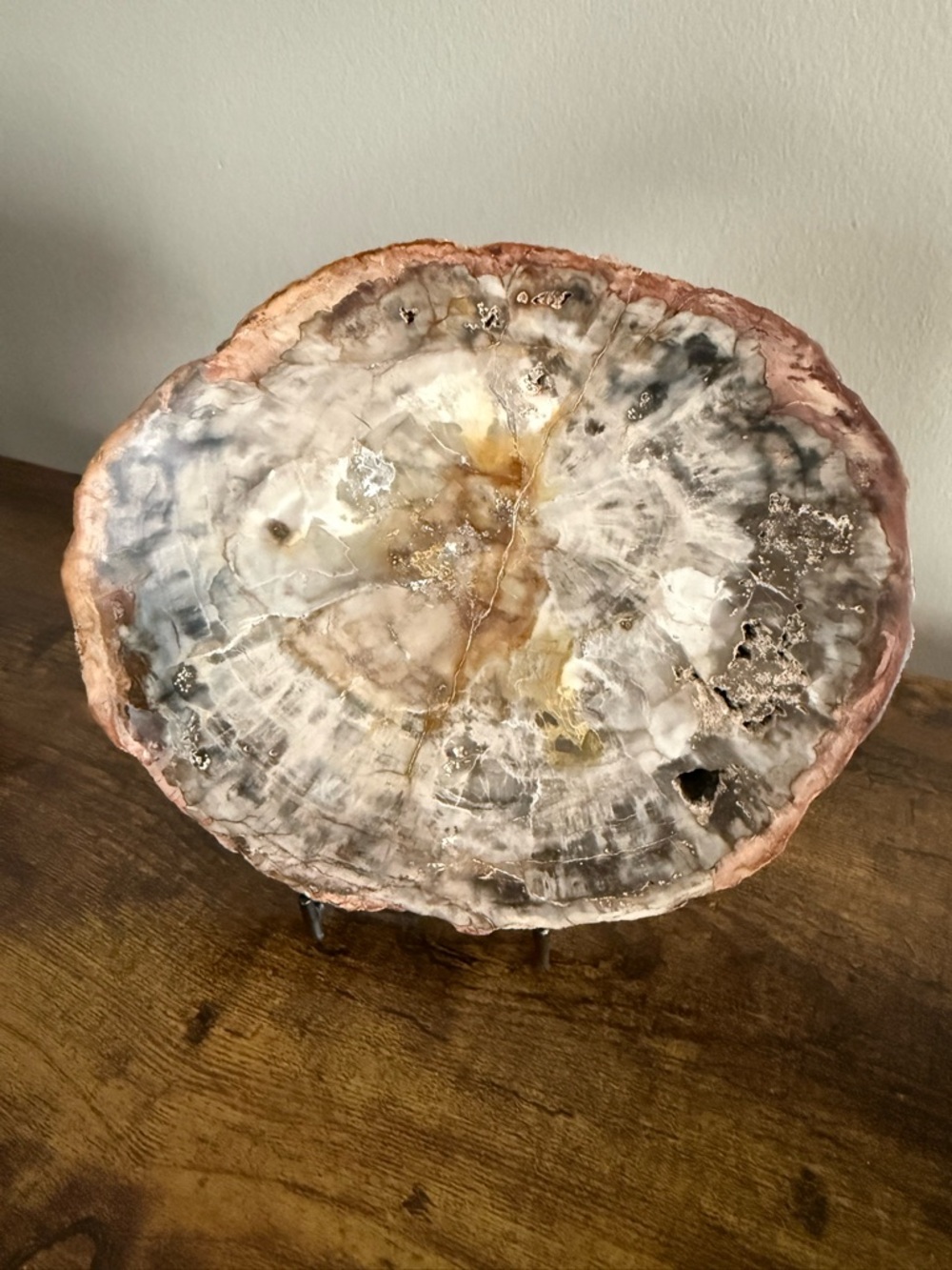 Petrified Wood Slab Polished in Neutral Tones with Stand